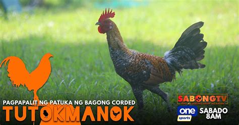 patuka sa manok panabong|DAGDAG KAALAMAN PARA SA .